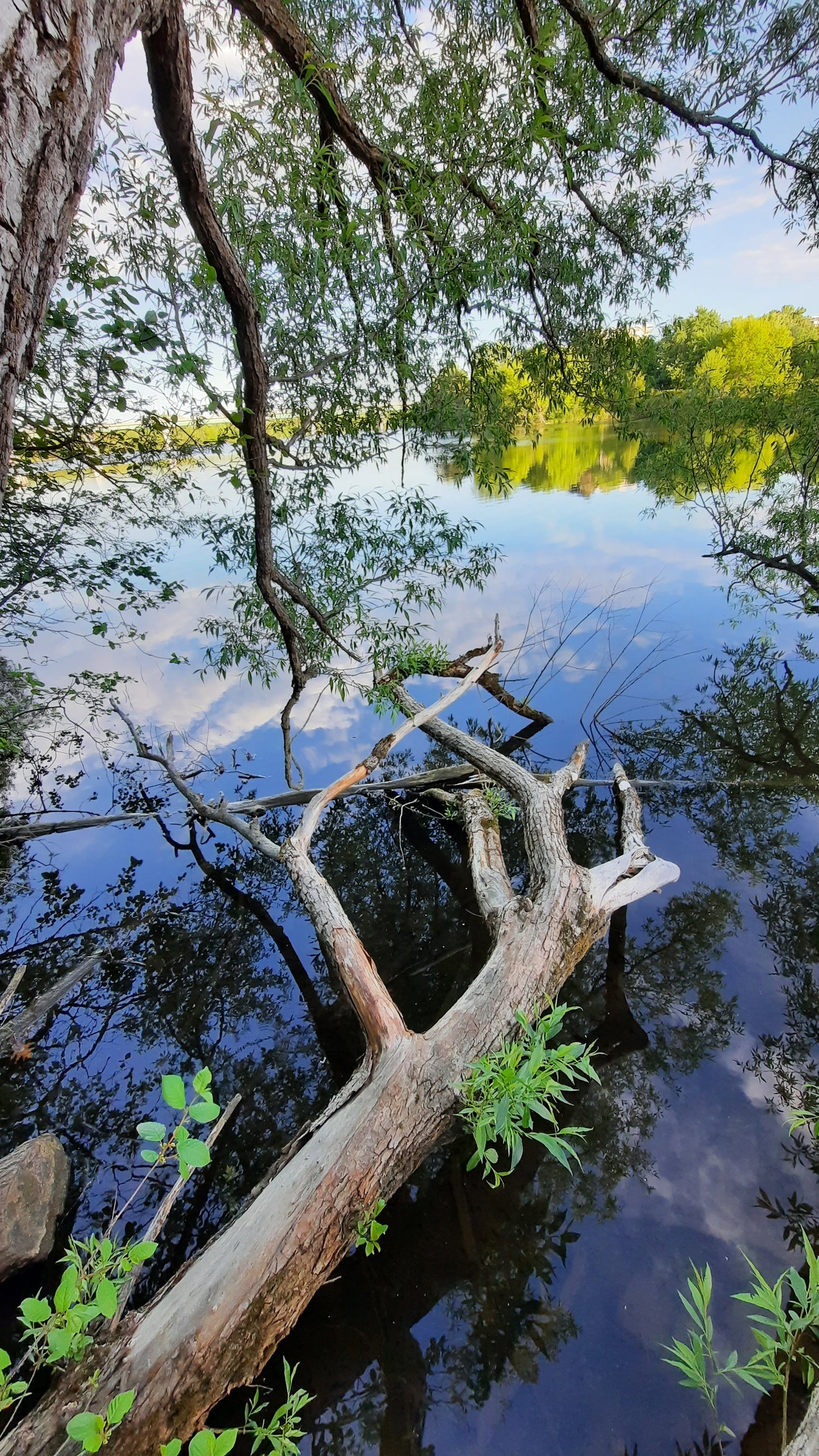 La Nature De Sherbrooke Du 30 Mai 2021 (Vue Pc1) Réflexion