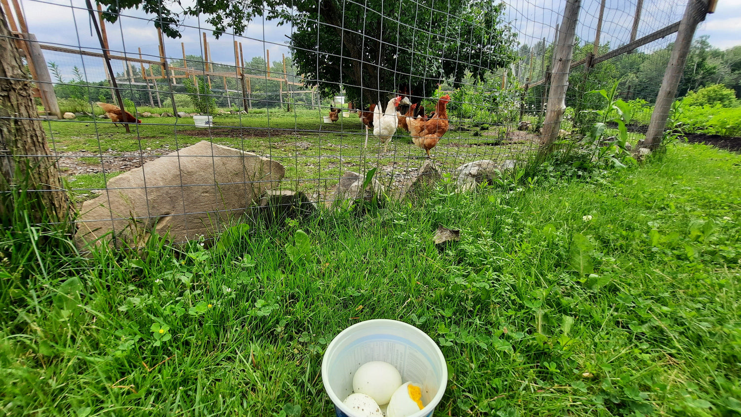 Repas Mystère Du 27 Juin 2021 (Jour 5) Cliquez Pour En Savoir Plus...