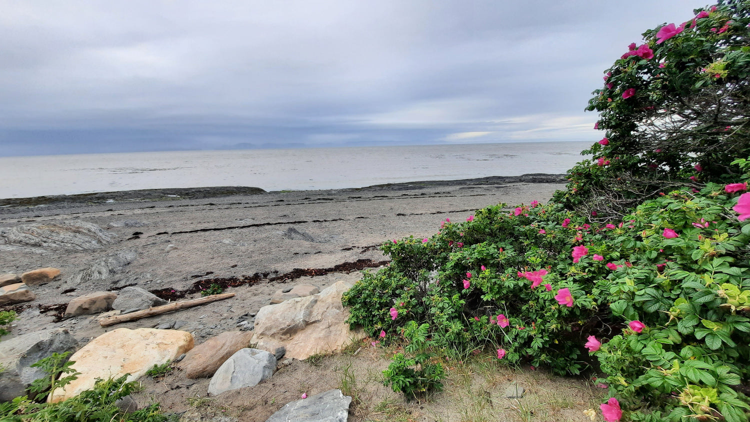 Les Roses Du Fleuve À Rivière-Du-Loup 1 Juillet 2021 (Jour 9)