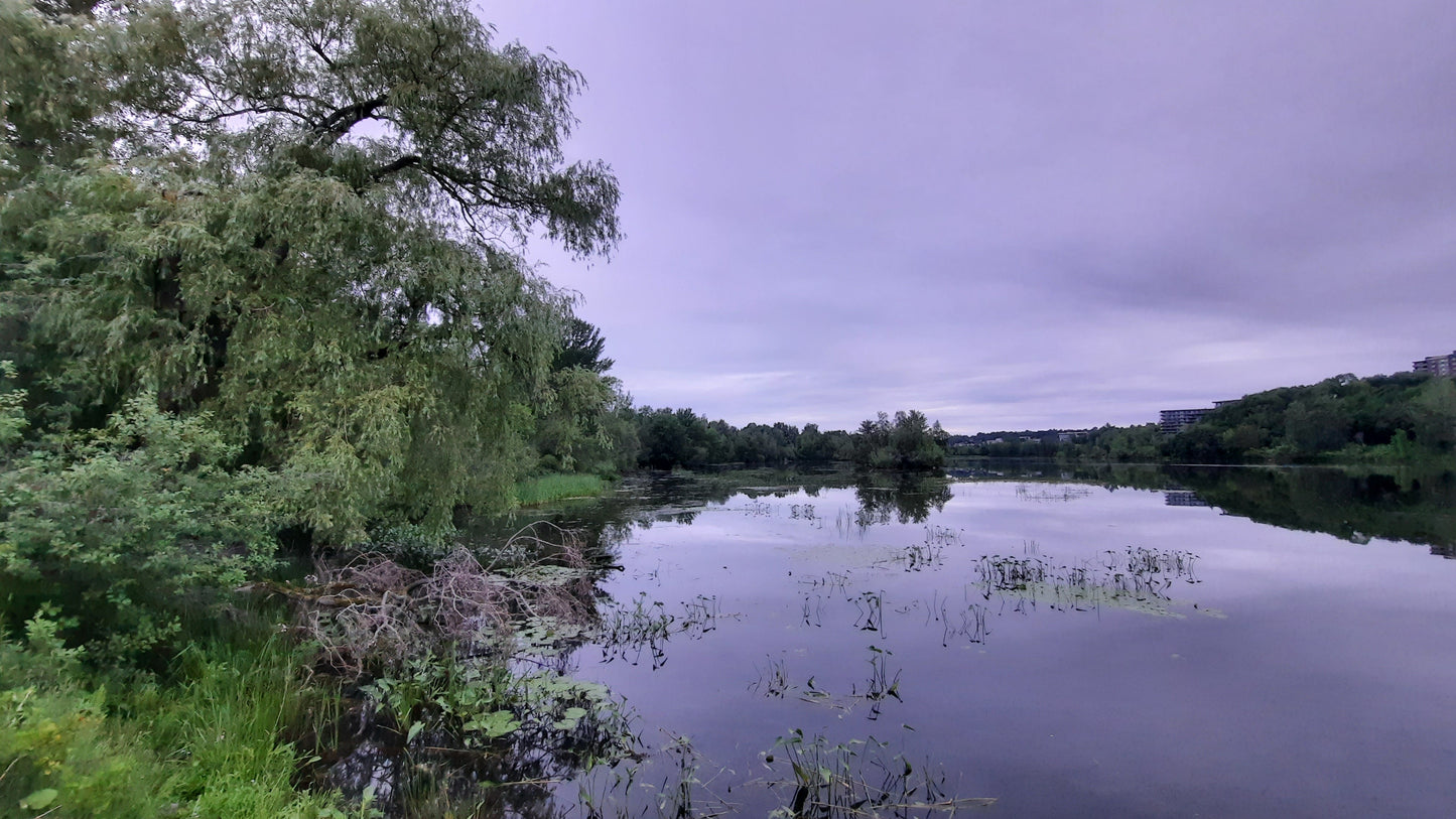 Le Grand Saule De Sherbrooke 4 Juillet 2021 (Vue T2) 5H13