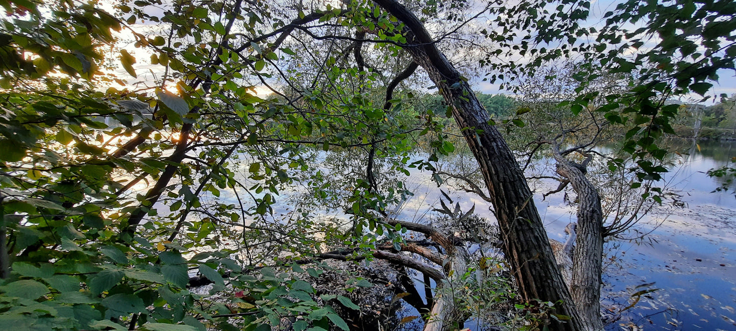 Trouve Le Canard Qui Fait La Sieste 22 Septembre 2021 18H35 (Vue Pc1) Rivière Magog À Sherbrooke.