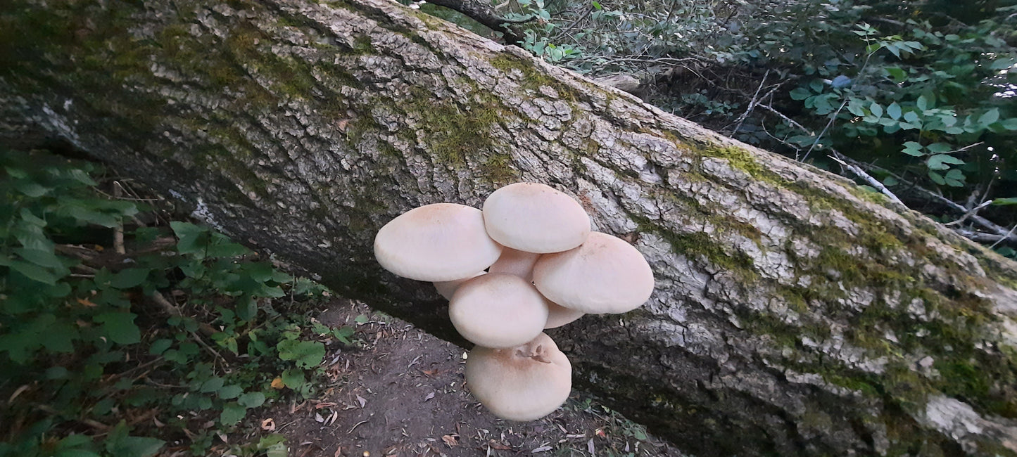 Trouve Les Champignons Du 22 Septembre 2021 18H39