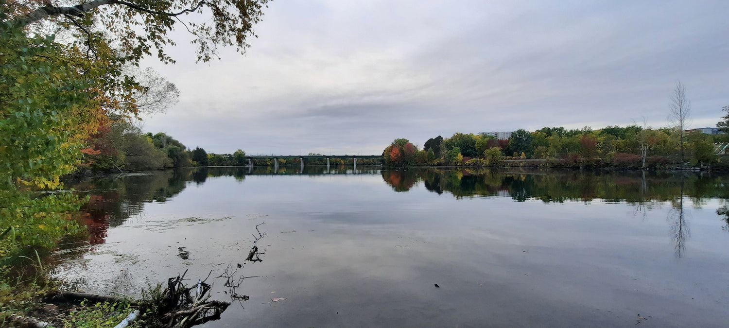 Trouve Les Bernaches Du 5 Octobre 2021 17H22 (Vue 1)  Rivière Magog À Sherbrooke. Pont Jacques