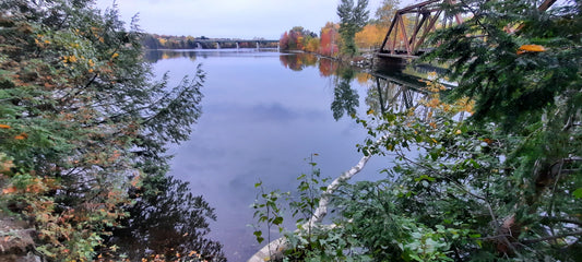 Le Pont Noir De Sherbrooke Et Le Bouleau 10 Octobre 2021