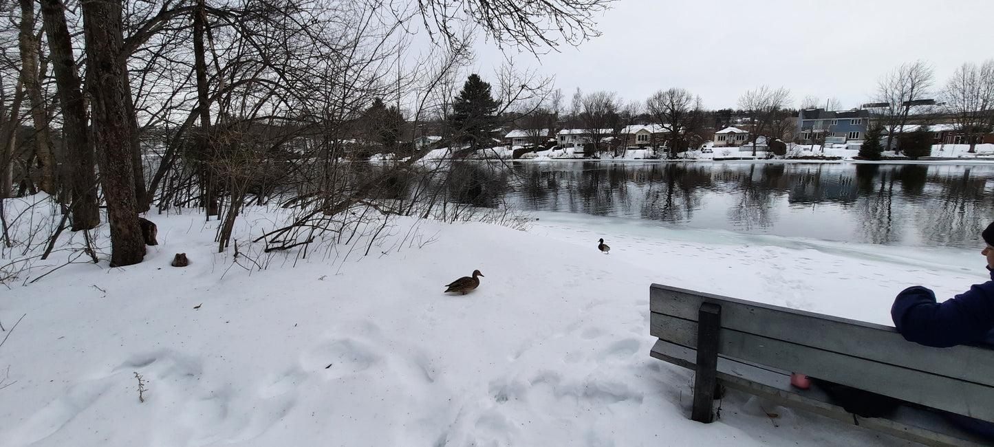 Canards 🦆❄️🇨🇦