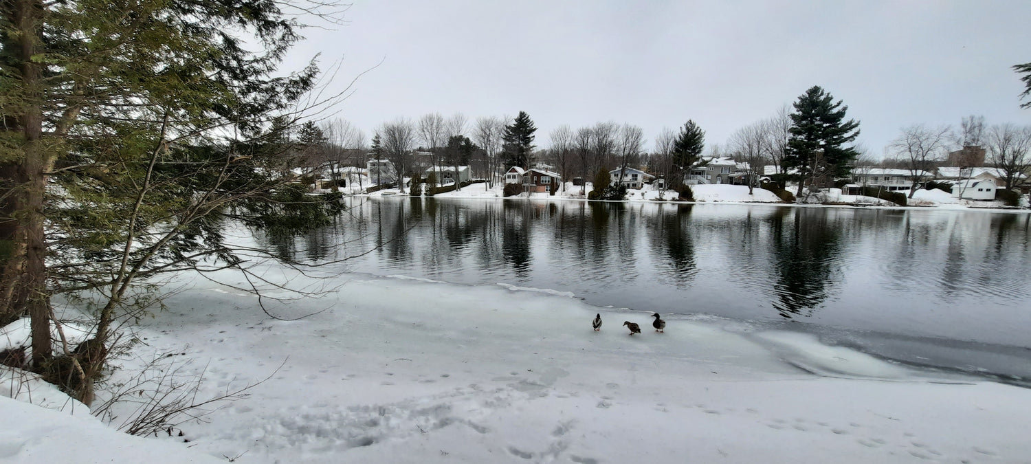 Canards 🦆❄️🇨🇦