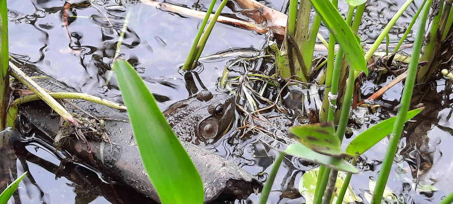 Trouve La Grenouille (Vue K1)