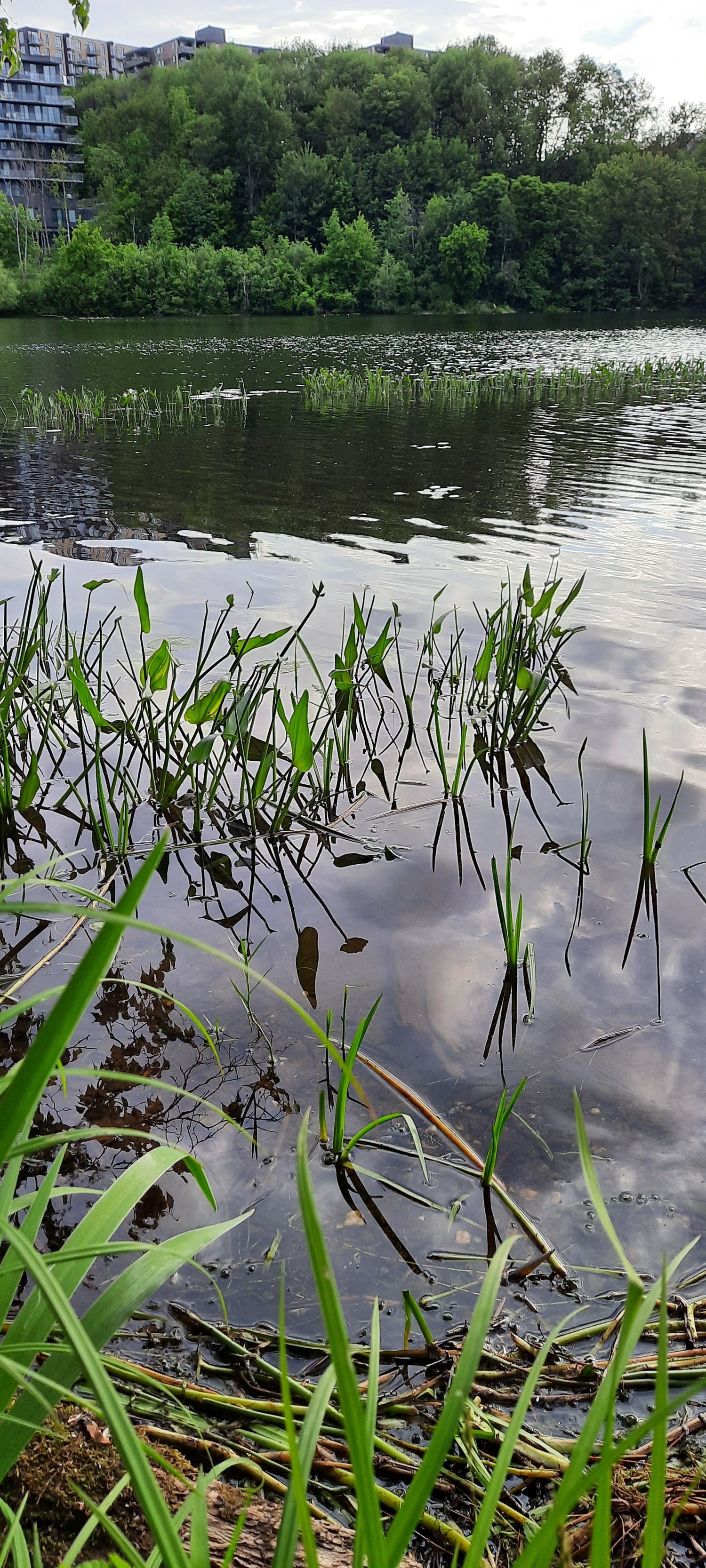 Trouve La Grenouille De Sherbrooke Jr1