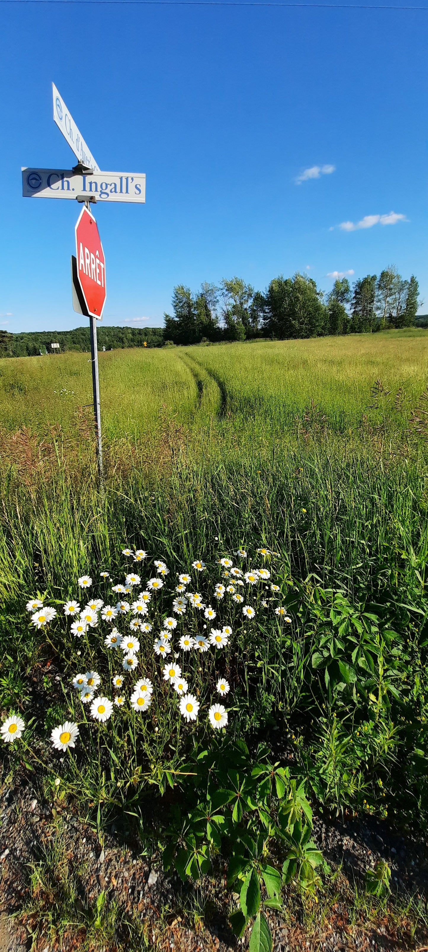 Chemin D’ayer’s Cliff Et Les Marguerites