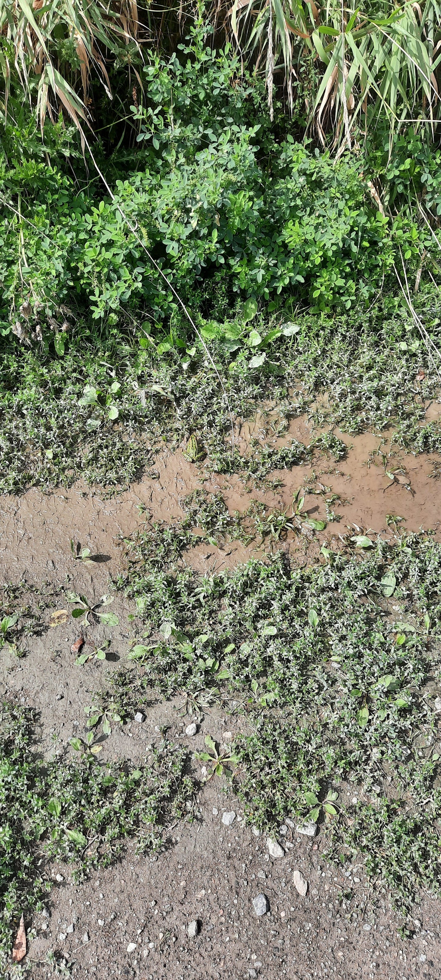 Trouve La Grenouille De Gatineau