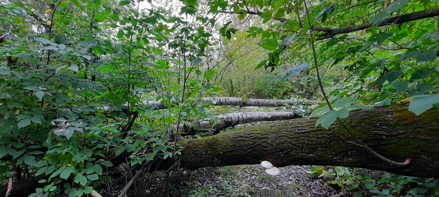 Trouve Les Champignons