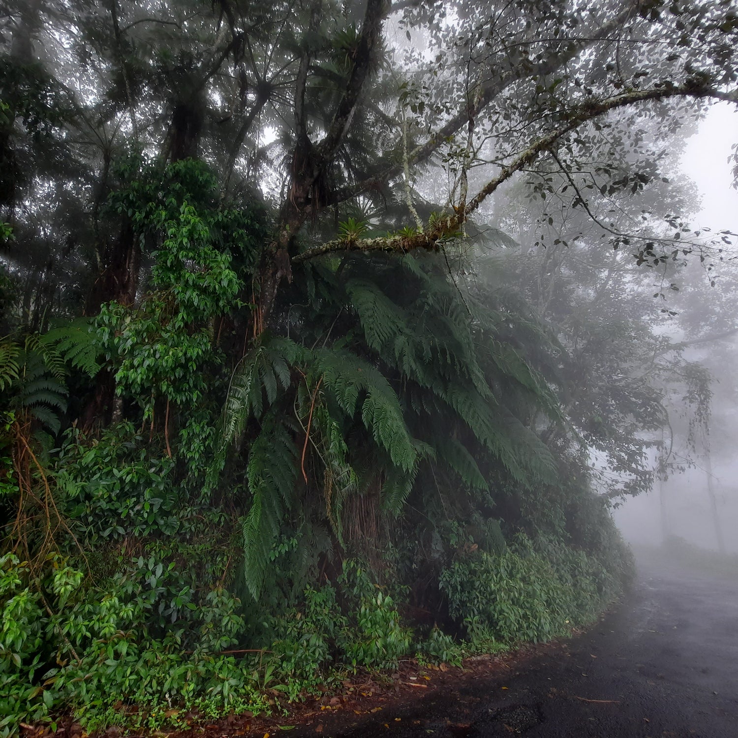 Brume De Santa Cruz