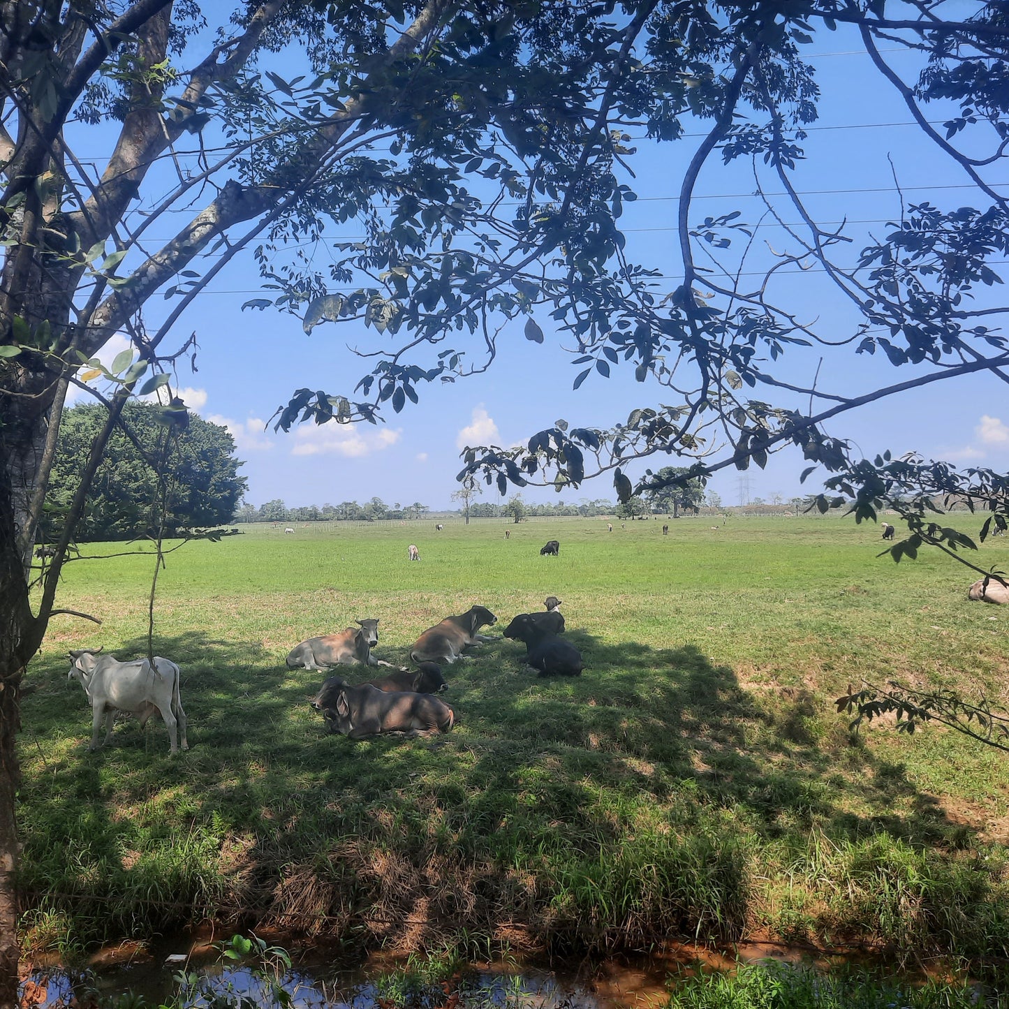 Trouve Les Vaches Du Guatemala