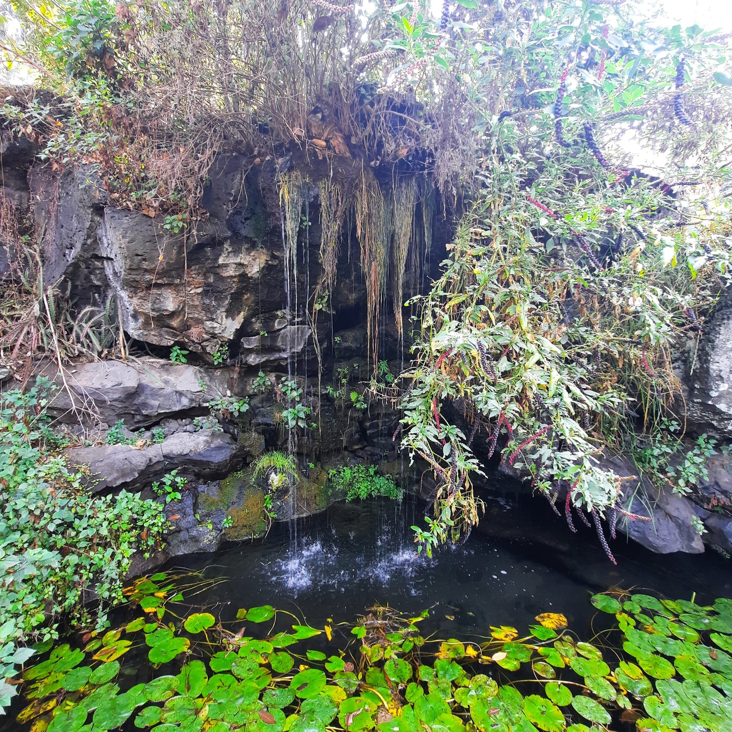 Jardin Botanique (5 Photos)