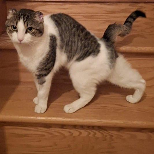 Cookie Monster Chat Pion