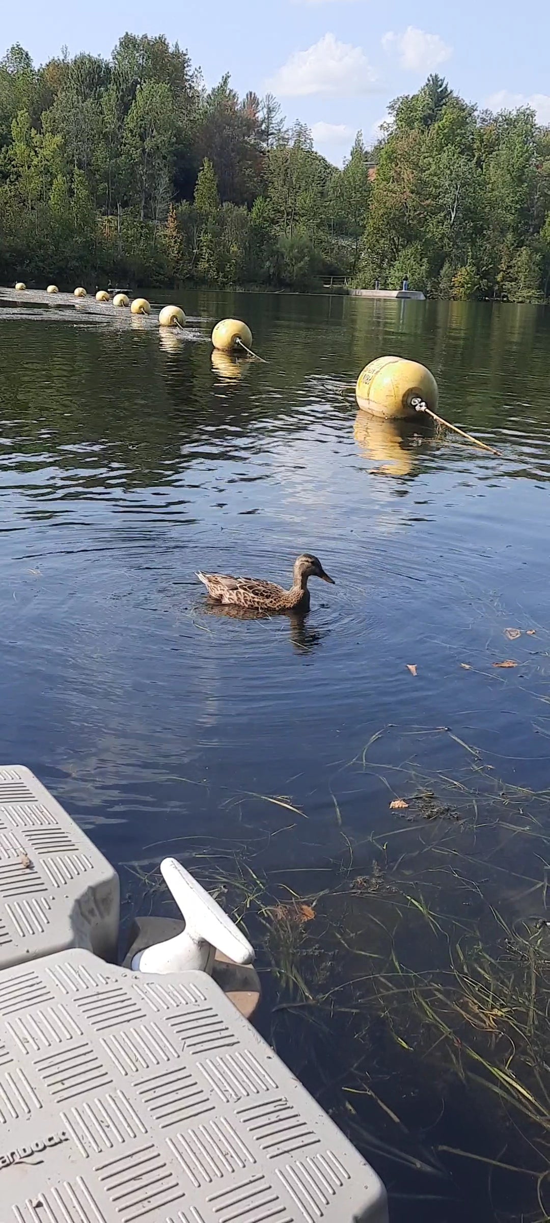 Trouve Le Canard Et Les Soins Énergétiques (Vue Q5)