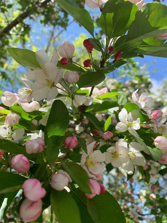 18 Mai 2021 Fleurs De Pommier