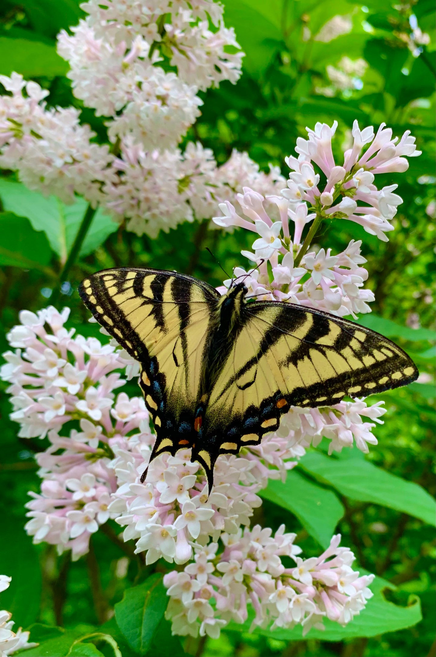 Papillon Et Lilas 10 Juin 2021