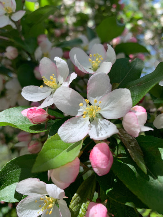 18 Mai 2021 Trouve L’abeille